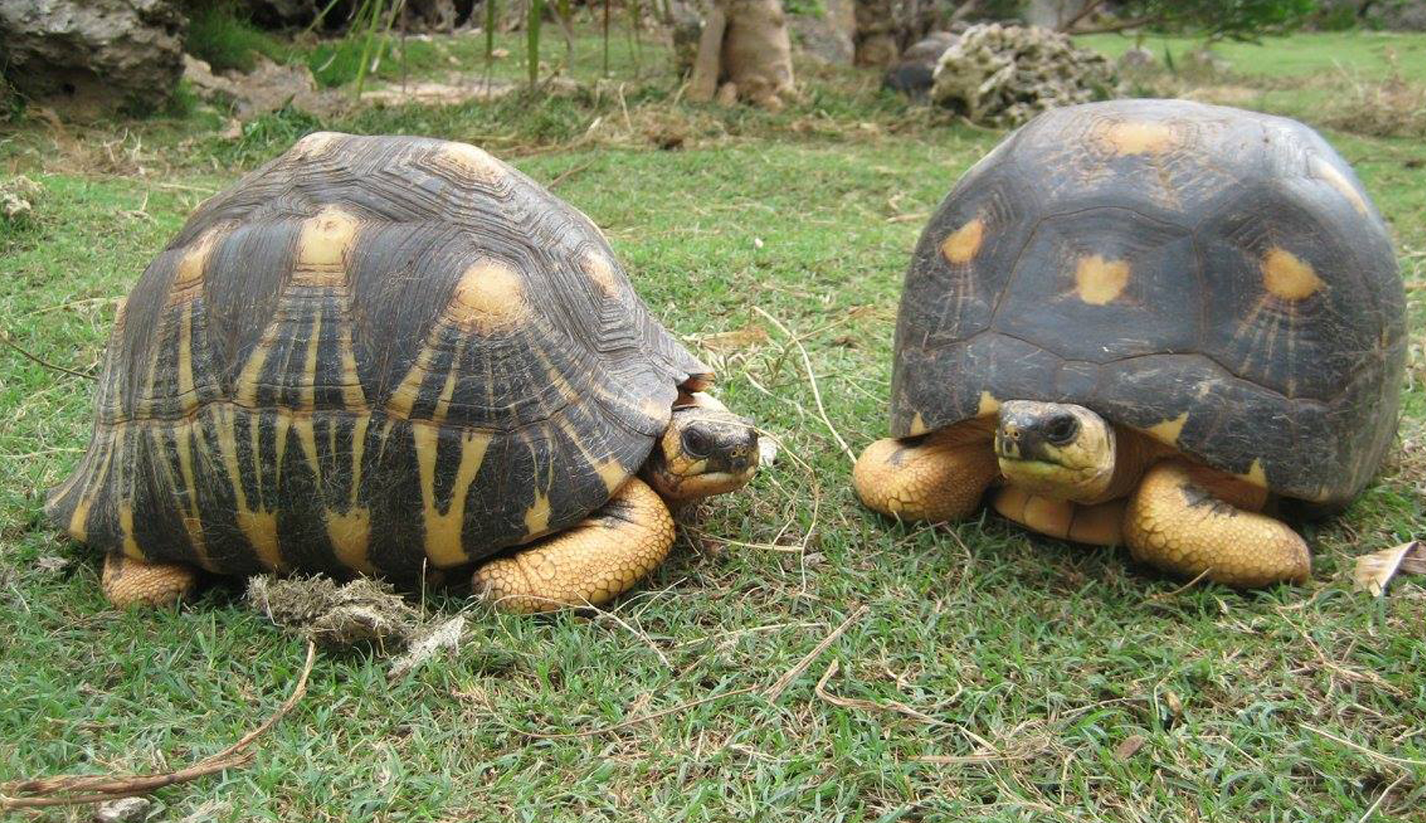 Tortues géantes à Rodrigues à découvrir pendant un séjour de pêche sportive